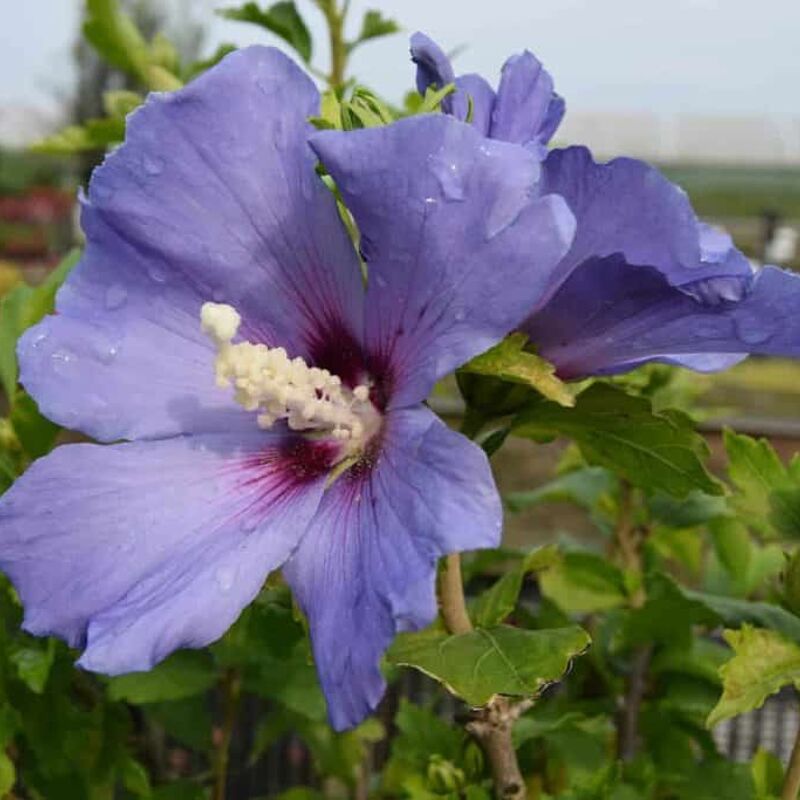 Hibiscus syriacus 'Oiseau Bleu' (Blue Bird) 80-100 cm